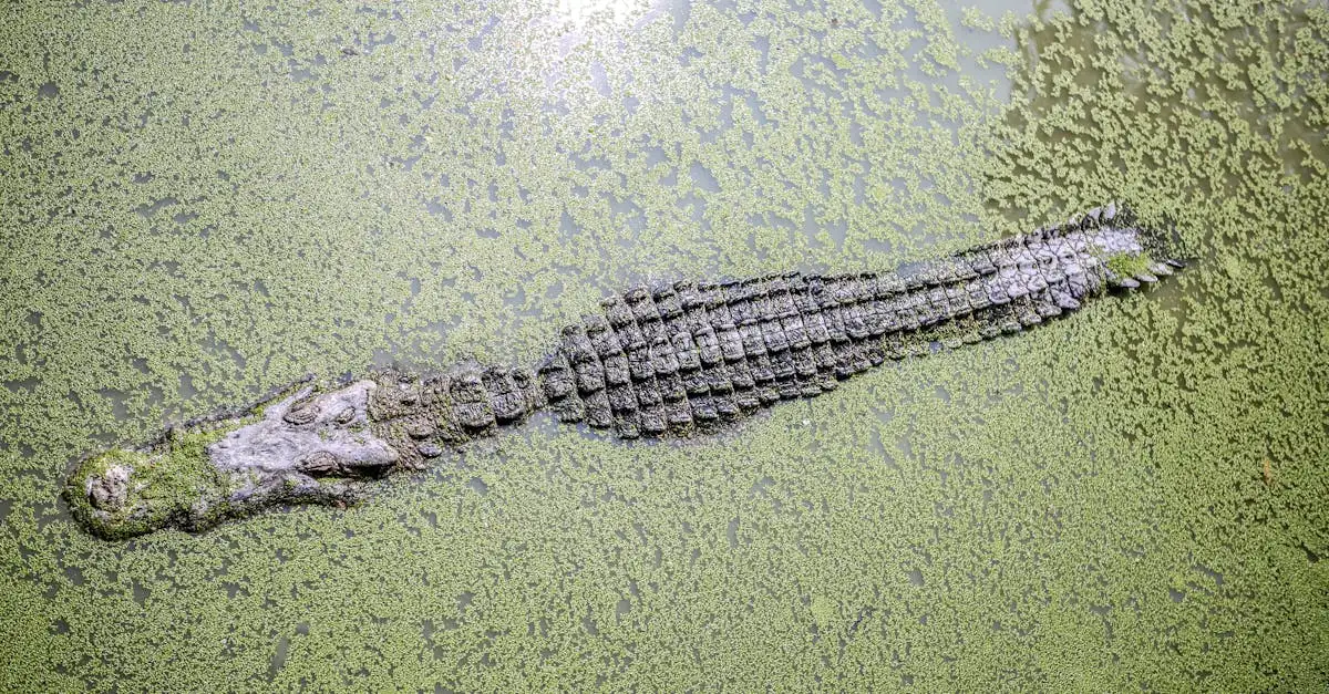 Gigantisch wonen dieren: ontdek de grootste bewoners