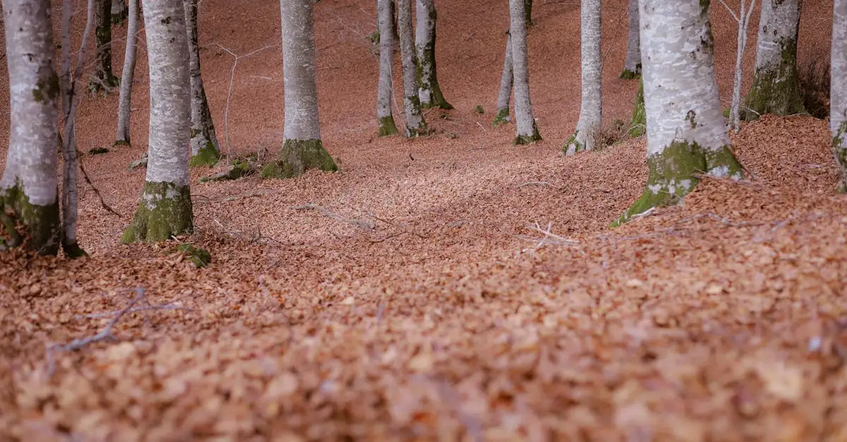Wonen in het bos